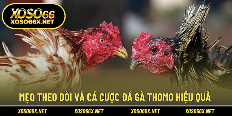 Bí quyết theo dõi và đặt cược đá gà hiệu quả hơn