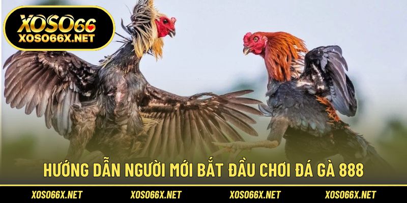 Cách bắt đầu trải nghiệm đá gà trực tuyến an toàn