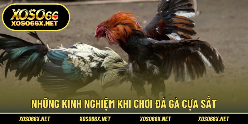 Chia sẻ mẹo xem và đặt cược đá gà hiệu quả cho người mới bắt đầu