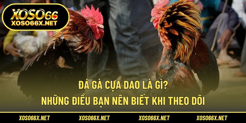 Đá gà cựa dao là gì