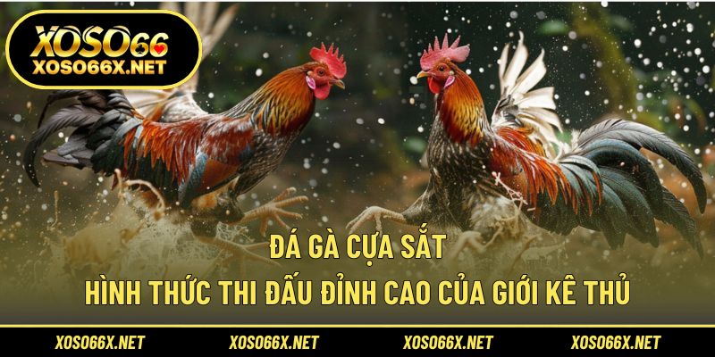 Đá gà cựa sắt