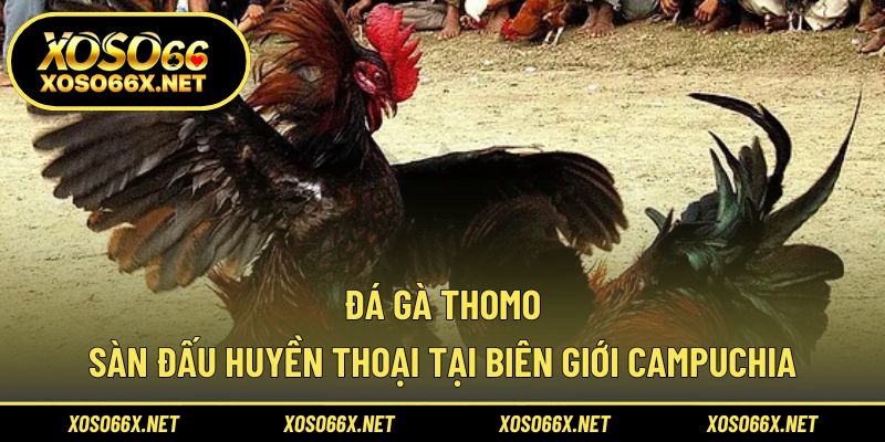 Đá gà Thomo