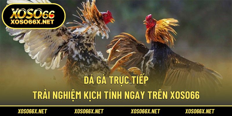 Đá gà trực tiếp
