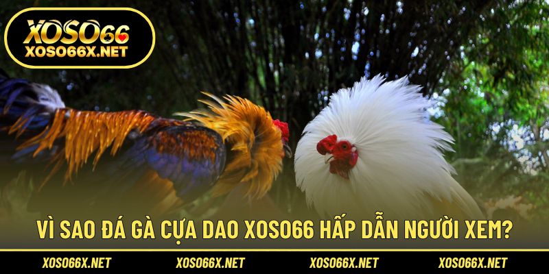 Giải thích lý do vì sao loại hình đá gà này hấp dẫn đến thế