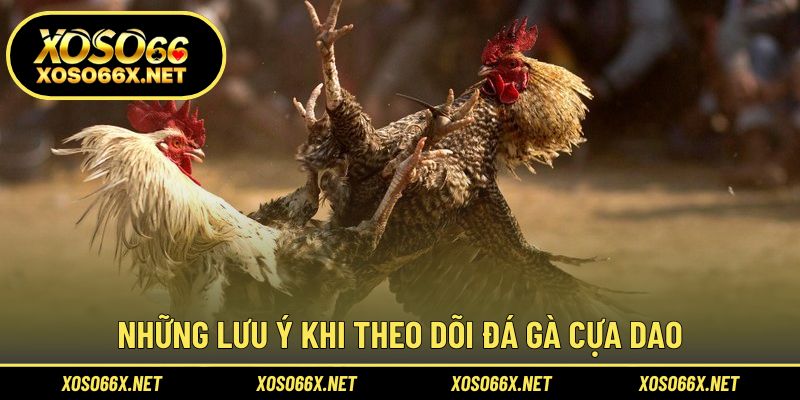 Gợi ý cho người xem muốn theo dõi các trận đá gà hợp pháp