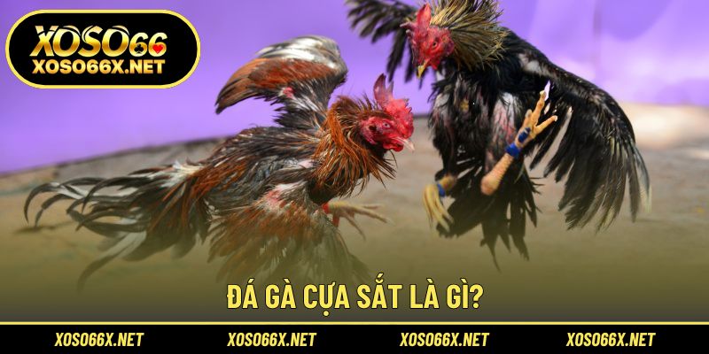 Khám phá hình thức thi đấu gay cấn bậc nhất của giới kê thủ