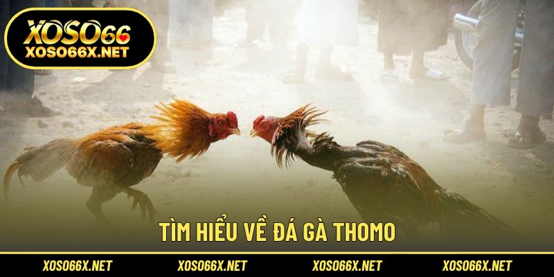 Khám phá nguồn gốc và đặc trưng của đá gà Thomo