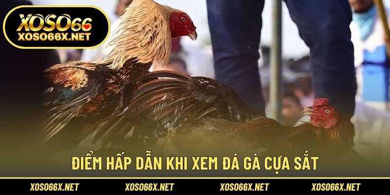 Khám phá sức hút khiến người hâm mộ mê mẩn từng pha ra đòn