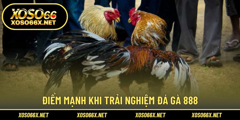 Khám phá ưu điểm nổi bật khi tham gia cá cược gà trực tuyến