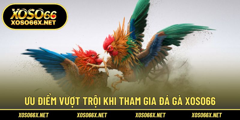 Lý do khiến người yêu chiến kê luôn chọn đá gà XOSO66
