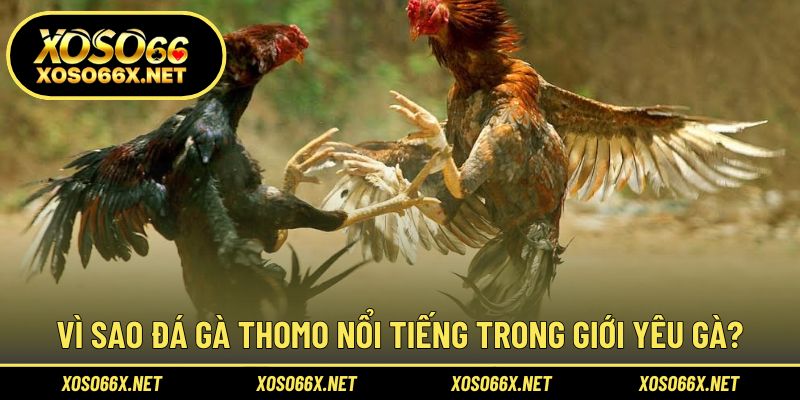 Lý giải sức hút đặc biệt của đấu gà Thomo đối với người xem