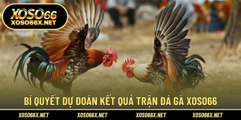 Mẹo dự đoán tỷ lệ thắng hiệu quả cho từng trận đấu