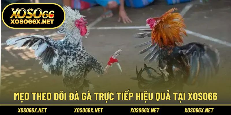 Mẹo xem trực tuyến đá gà mượt và hấp dẫn hơn