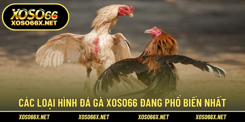 Những hình thức thi đấu chiến kê hấp dẫn hiện nay