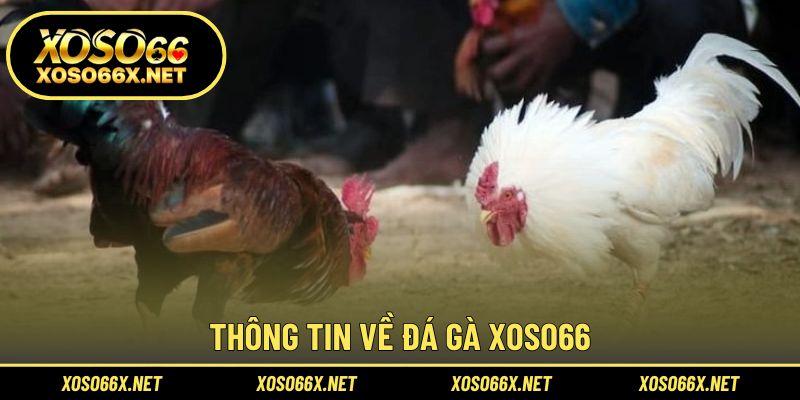 Nơi kết nối đam mê chiến kê trực tuyến