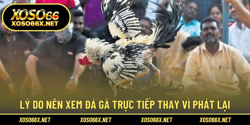 Tận hưởng cảm giác gay cấn cùng từng trận gà nóng bỏng