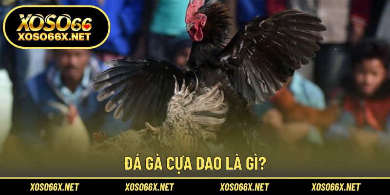 Tìm hiểu chi tiết về hình thức đá gà cựa dao đầy kịch tính