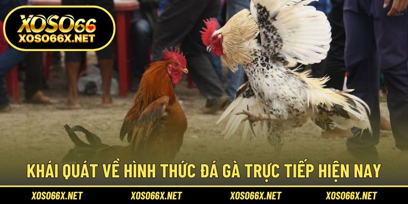 Trải nghiệm xem đá gà online sống động như thực tế